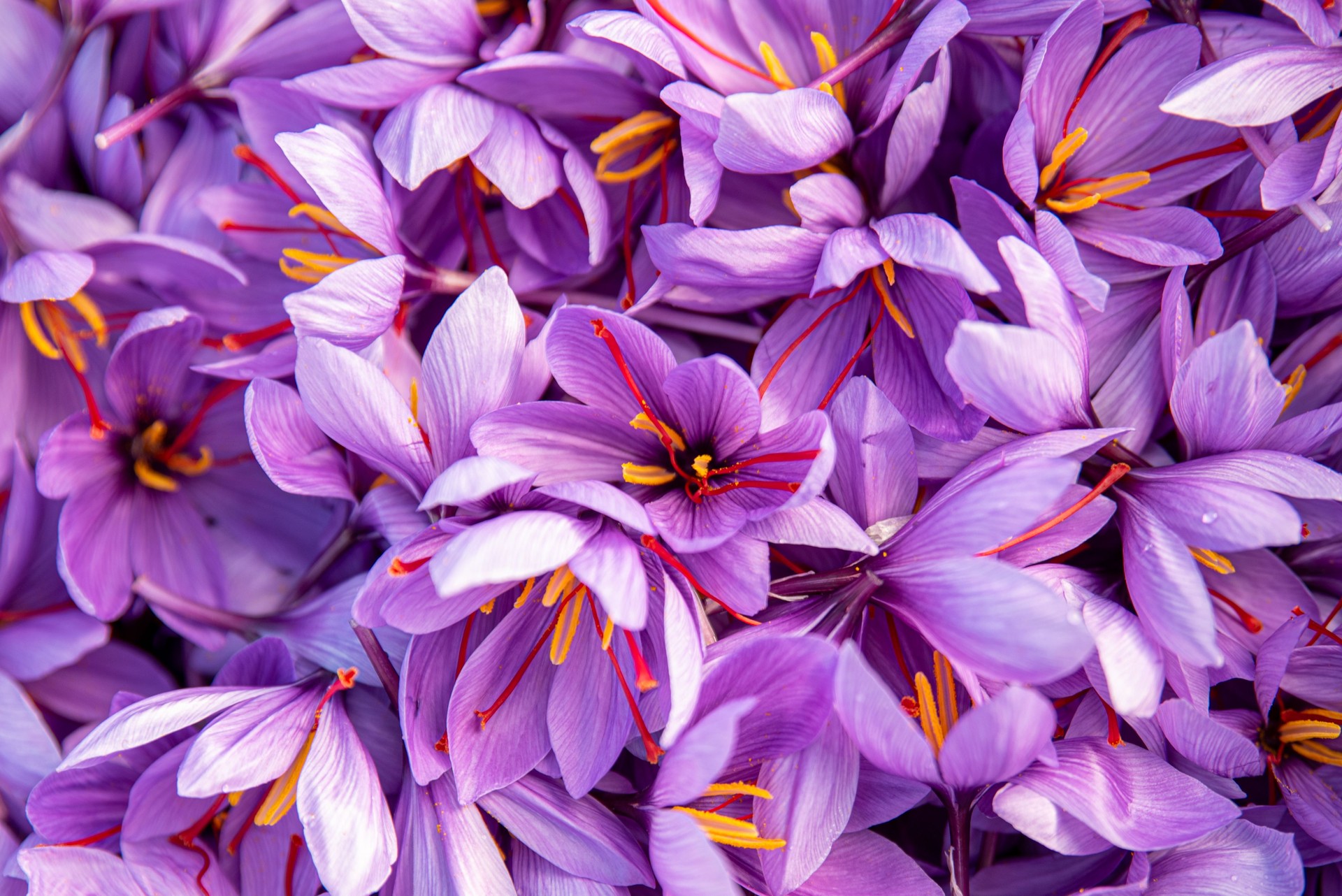 Saffron harvest, freshly picked flowers